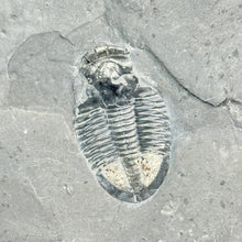 Load image into Gallery viewer, Fossilized trilobite on a gray shale rock surface
