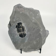 Load image into Gallery viewer, A gray Asaphiscus wheeleri trilobite complete fossil with pyritic inclusion, displayed on a stand.
