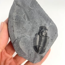 Load image into Gallery viewer, Utah Asaphiscus Wheeleri Fossil Trilobite 1 3/8" long Middle Cambrian Period Wheeler Shale Formation
