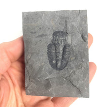 Load image into Gallery viewer, Utah Asaphiscus Wheeleri Fossil Trilobite Molt 1 1/4" Middle Cambrian Period Wheeler Shale Formation
