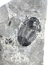 Load image into Gallery viewer, Large Asaphiscus wheeleri 1 7/8&quot; complete trilobite Wheeler shale Marjum formation Utah

