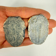 Load image into Gallery viewer, Two fossilized Utah trilobites showing the back side, held in a hand against a white background
