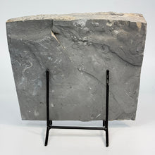 Load image into Gallery viewer, Wheeler shale piece on black stand
