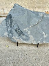 Load image into Gallery viewer, Cambrian Fossilized Margaretia dorus Algae
