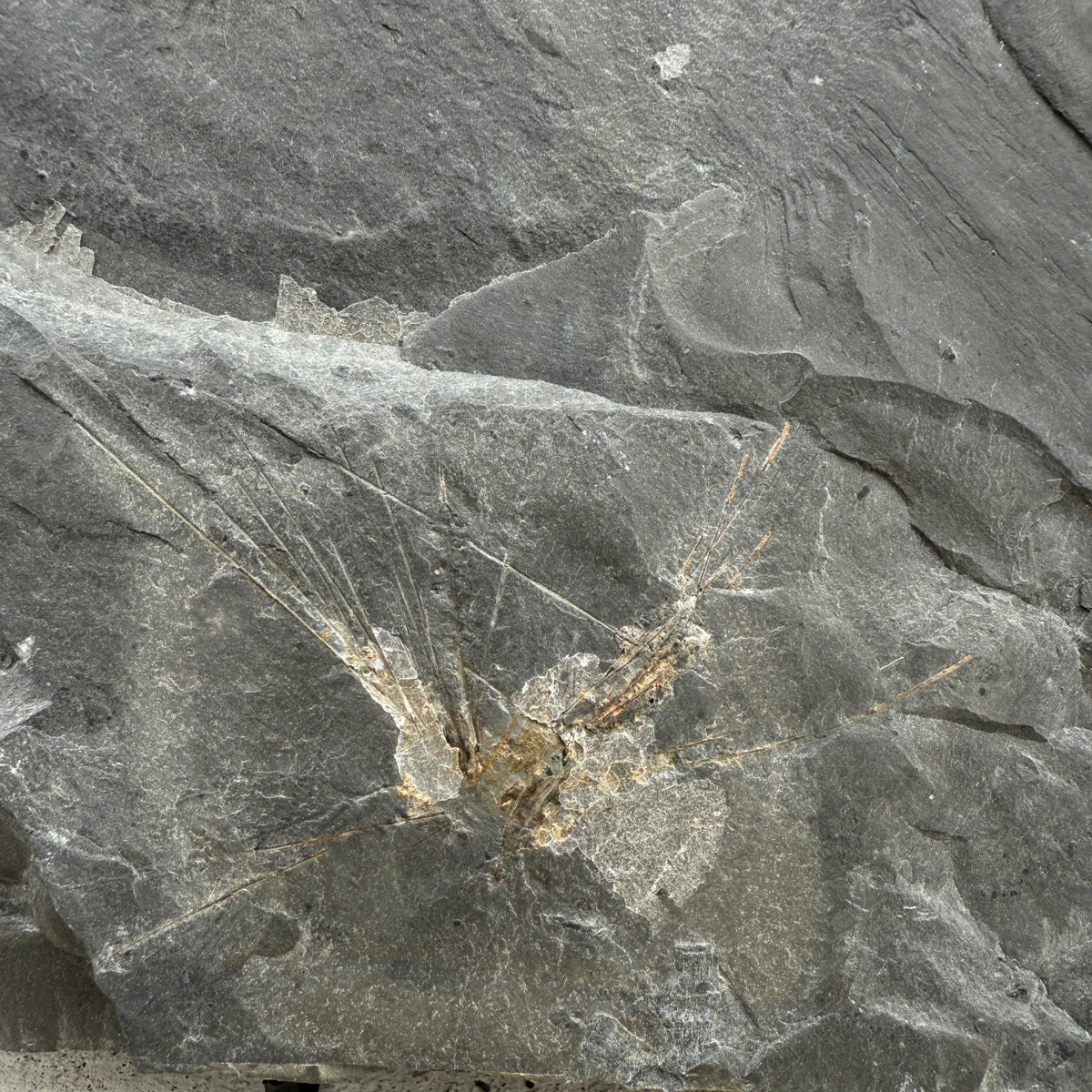 Utah Cambrian Choia carteri Sponge radiating spicules – The Bug House