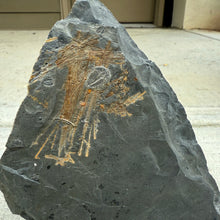 Load image into Gallery viewer, Cambrian shale stone with fossilized  Choia sponge spicules on a stand outdoors
