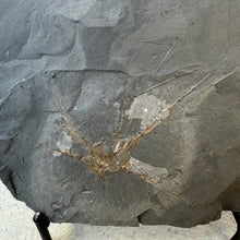 Load image into Gallery viewer, Fossilized Cambrian Choia carteri embedded in a rock
