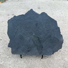 Load image into Gallery viewer, Fossilized algae frond on a shale slab c
