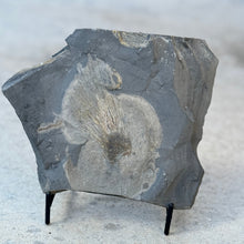 Load image into Gallery viewer, Fossilized soft body sponge on a stand against a neutral background
