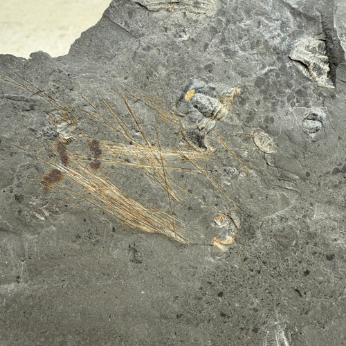 Fossilized Cambrain sponge spicules embedded in a matrix shale rock