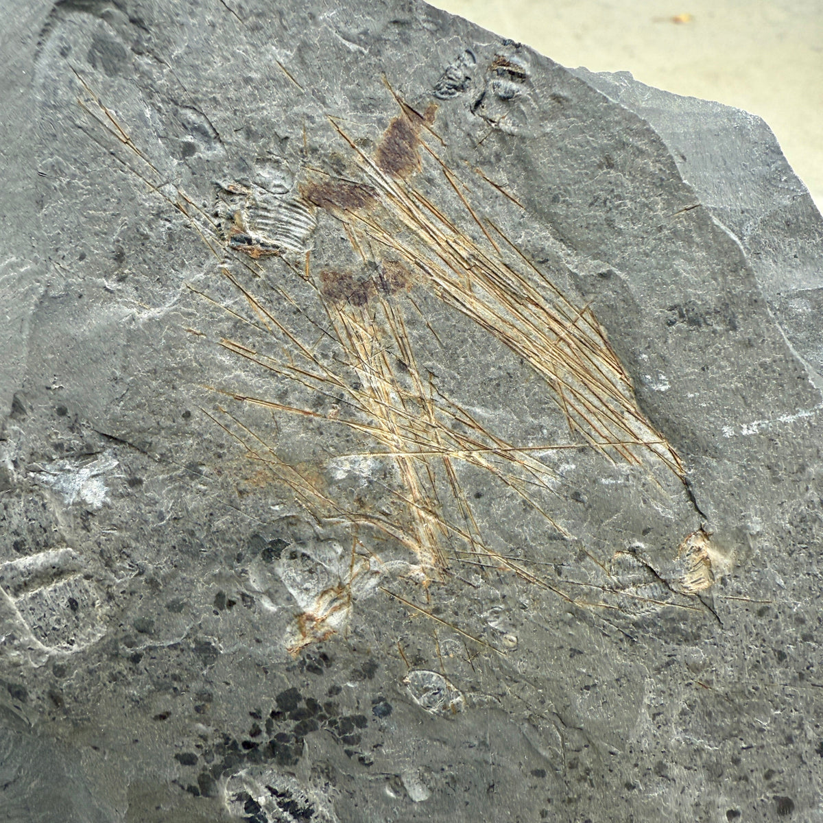 Utah Cambrian Fossilized Choia Sponge Spicules – The Bug House