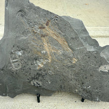 Load image into Gallery viewer, Cambrian Choia Sponge Spicules on a grey shale rock

