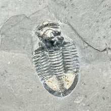 Load image into Gallery viewer, Fossilized trilobite on a gray rock surface
