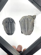 Load image into Gallery viewer, 1 ¾” Utah Elrathia Kingi Fossil Trilobite with its imprint
