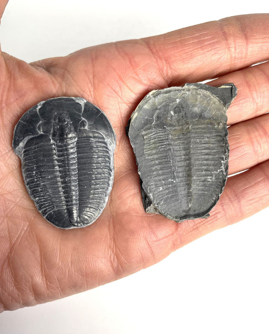 1 ¾” Utah Elrathia Kingi Fossil Trilobite with its imprint