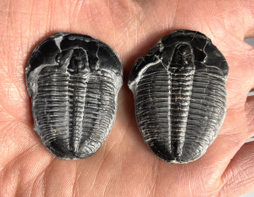 Elrathia kingii fossil trilobite middle cambrian 505 million years old found in Utah