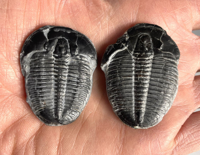 Elrathia kingii fossil trilobite middle cambrian 505 million years old found in Utah
