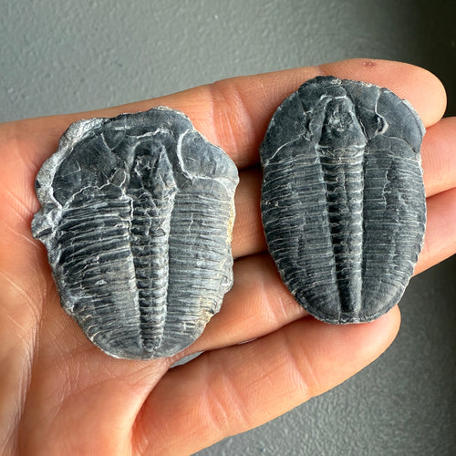 Elrathia kingii Complete Large