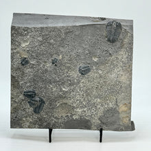 Load image into Gallery viewer, Elrathia kingi trilobite fossil on shale rock.

