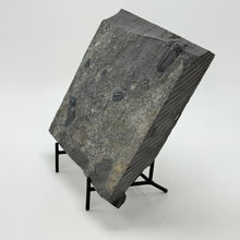 Load image into Gallery viewer, Elrathia kingi trilobite fossils on Wheeler shale
