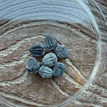 Load image into Gallery viewer, Elrathia kingii Fossil Trilobite Complete smalls Rare 1/4-3/8&quot;
