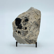 Load image into Gallery viewer, Shale rock with embedded dark trilobite fossils a stand against a white background.
