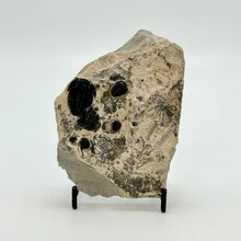 Load image into Gallery viewer, Rock with fossil trilobite on a white background
