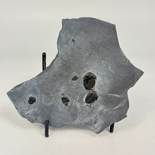 Load image into Gallery viewer, Fossilized trilobite mass mortality plate on a stand against a white background

