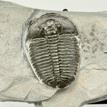 Load image into Gallery viewer, Trilobite fossil embedded in shale
