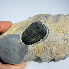 Load image into Gallery viewer, Trilobite fossil embedded in a rock held by a hand against a light gray background
