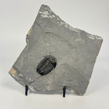 Load image into Gallery viewer, Fossilized trilobite embedded in a slab of shale on a white background
