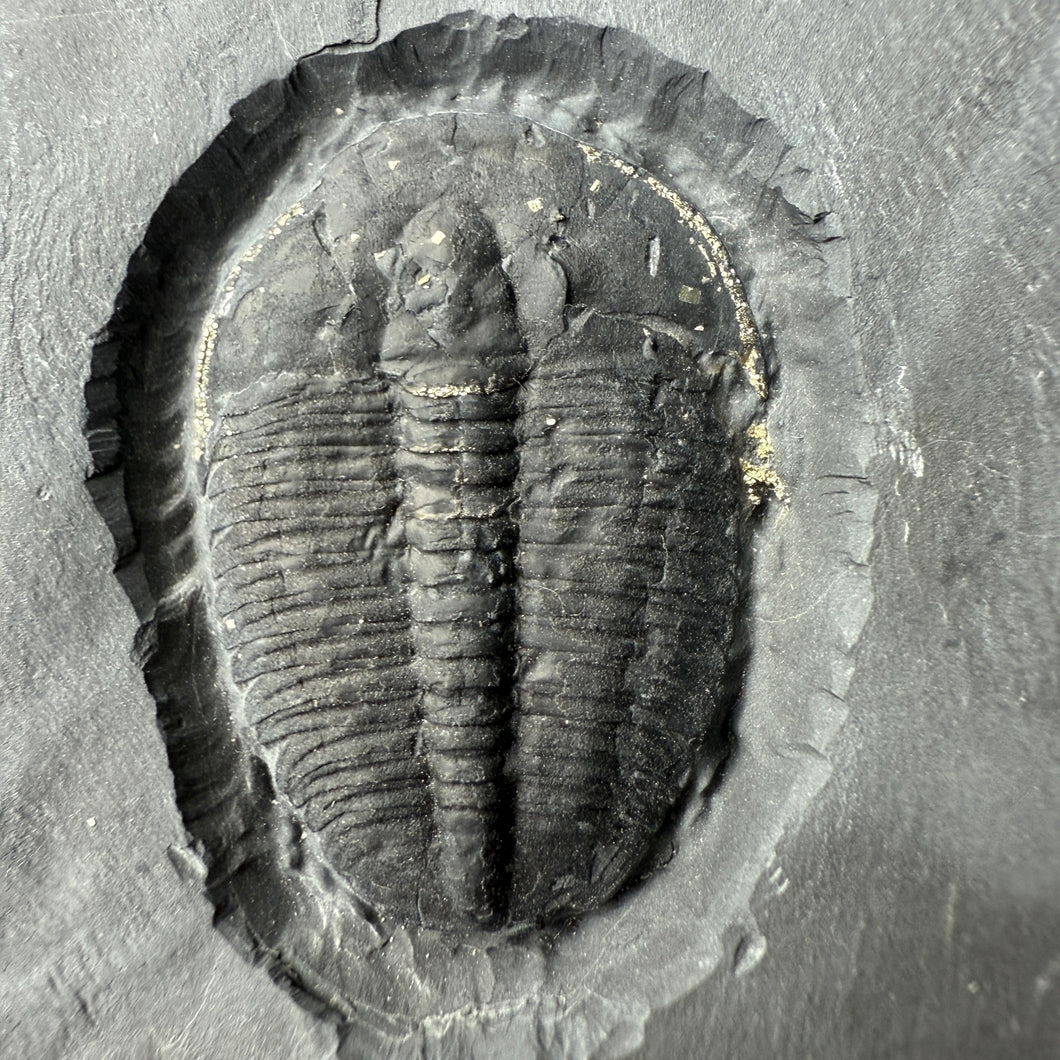 Elrathia kingii Fossil Trilobite w/ Pyritic Crystal Inclusions 1 3/8