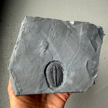 Load image into Gallery viewer, Fossilized trilobite embedded in a rock held by a hand against a neutral background
