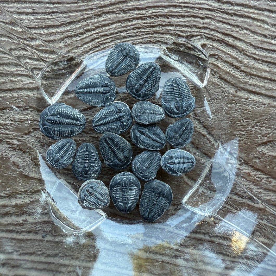 Elrathia kingii Trilobite smalls loose 3/8 - 9/16
