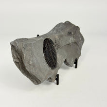 Load image into Gallery viewer, Fossilized trilobite on a stand against a white background
