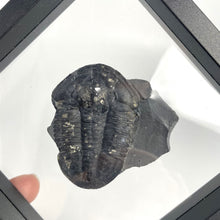 Load image into Gallery viewer, Elrathia kingii trilobite with pyritic inclusion in frame
