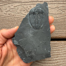 Load image into Gallery viewer, Elrathia kingii Trilobite Fossil Complete w/ Pyritic Inclusion 1 1/2 inch - Rare find
