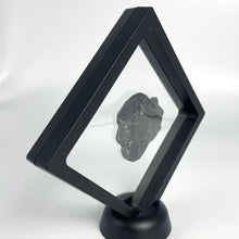 Load image into Gallery viewer, Elrathia kingii fossil trilobite in plastic black frame
