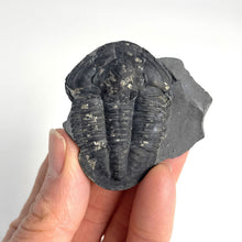 Load image into Gallery viewer, A hand holding a large Asaphiscus wheeleri fossil trilobite with pyritic crystal inclusion.
