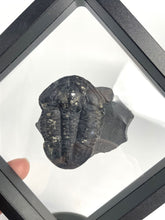 Load image into Gallery viewer, Large 1 7/8&quot; Asaphiscus wheeleri Fossil Trilobite with Pyritic Crystal Inclusion
