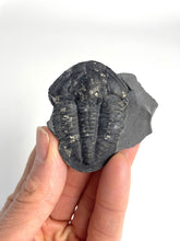Load image into Gallery viewer, Large 1 7/8&quot; Asaphiscus wheeleri Fossil Trilobite with Pyritic Crystal Inclusion
