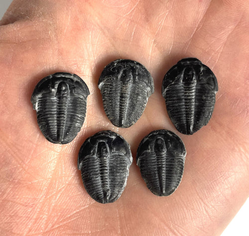 Elrathia kingii fossil trilobite middle cambrian 505 million years old found in Utah