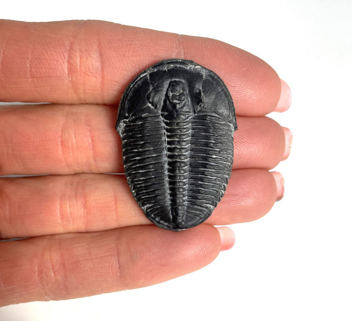 Elrathia kingii fossil trilobite middle cambrian 505 million years old found in Utah
