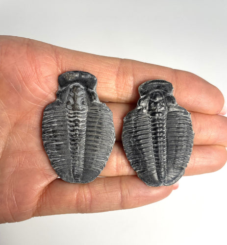 Utah Elrathia kingii fossil trilobite molt middle cambrian 505 million years old