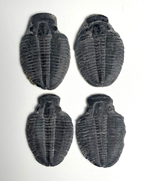 Elrathia kingii fossil trilobite molt middle cambrian 505 million years old found in Utah