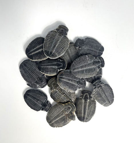 Elrathia kingii fossil trilobite molt middle cambrian 505 million years old found in Utah