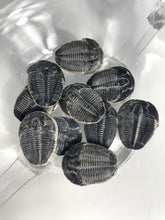Load image into Gallery viewer, Elrathia kingi fossil trilobite Middle Cambrian 505 millian years old found in Utah
