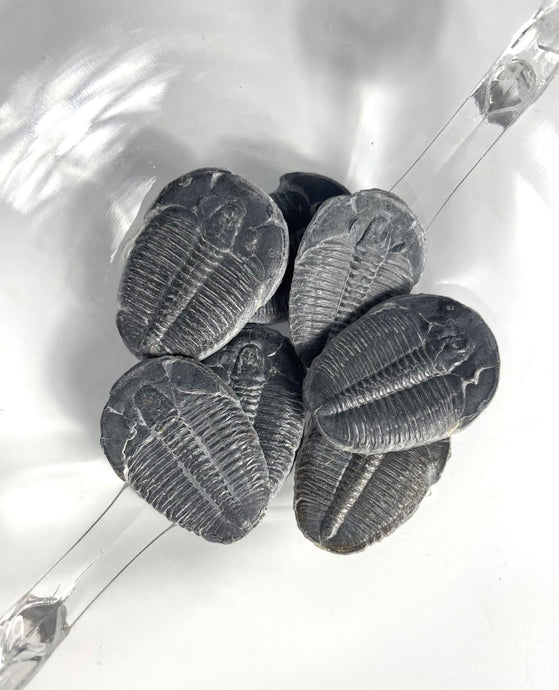 Elrathia kingii complete trilobite middle cambrian 505 million years old found in Utah