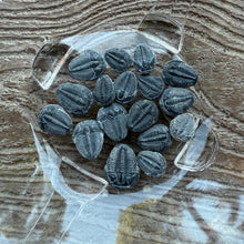Load image into Gallery viewer, Elrathia kingii Trilobite smalls loose 3/8 - 9/16&quot;
