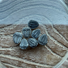 Load image into Gallery viewer, Elrathia kingii Fossil Trilobite Complete smalls Rare 1/4-3/8&quot;
